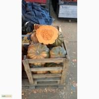 Продам гарбуз Мускат де прованс