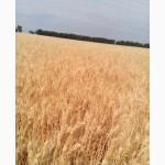 Семена озимой пшеницы - АНТАРА