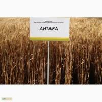 Семена озимой пшеницы - АНТАРА