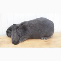 Французькі барани