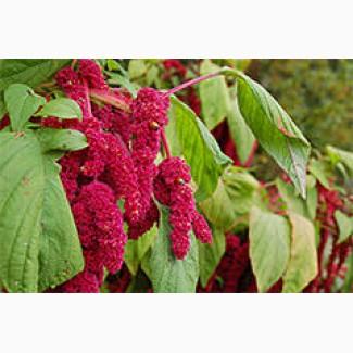 Продам семена амаранта лекарственного!!!! Цена договорная