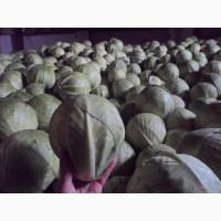 Продам капусту білокачанну