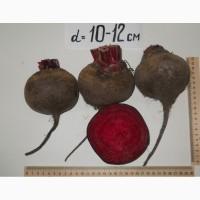 Семена свеклы Бордо
