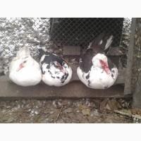 Продам индоутят, инкубационное яйцо
