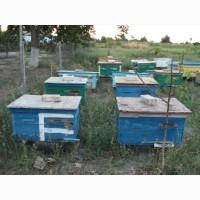 Продам пасеку