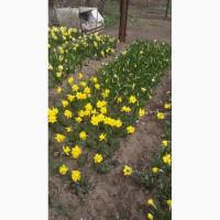 Продам луковицы