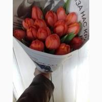Продам луковицы