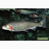 Живая форель