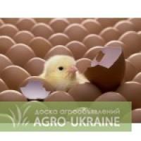Продам яйцо опт и розница