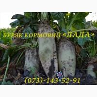 Насіння кормового буряка (свекла) «Лада» від виробника