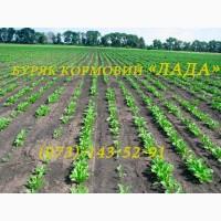 Насіння кормового буряка (свекла) «Лада» від виробника