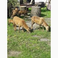 Продам вівці камерунські