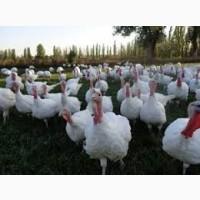 Індикі Біг 6 2, 5месяца