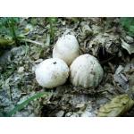 Продам настойку гриба веселка