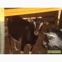 Продаются козы Тоггенбургской породы