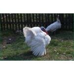 Мастер-Грей, Ред-Бро, Испанка. Цыплята. Индюшата. Гусята