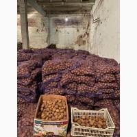 Продам семенной картофель: Королева Анна, Гала, Ривьера, Беларосса, Гранада. Посадочная
