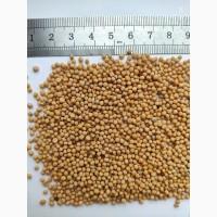 Продам горчицу белую, сорт Каролина, на сидераты