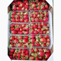 Продам клубнику Клери