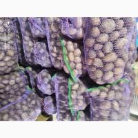 Продам домашню картоплю