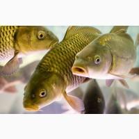 Продам малька карпа