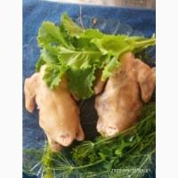 Голуби мясной породы КИНГИ