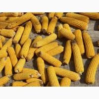 Куплю кукурудзу