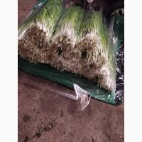 Продам якісну зелену цибулю, перо лука
