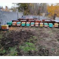 Продам пасеку со всем инвинтарём