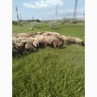 Продам баранов 50 голов цена договорная