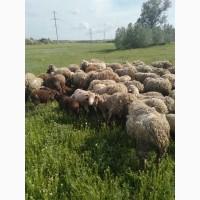 Продам баранов 50 голов цена договорная