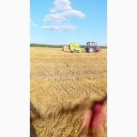 Продам Солому