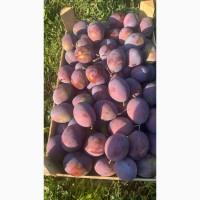 Продажа слива (разные сортов)