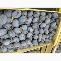 Продажа слива (разные сортов)