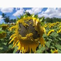 Семена ЕС САКСОН Элита Селект Премиум. Подсолнечник САКСОН под гранстар. Премиум