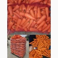 Продам морковь (мытая, шлифованная)