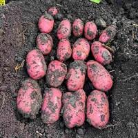 Продам семенной картофель Торнадо