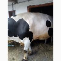 Продам бичка 900кг