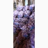 Продам товарный и семенной картофель