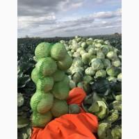 Продам капусту сорт Агрессор