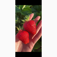 Продам клубнику оптом