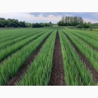 Продам цибулю перо Вулкан