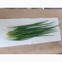 Продам цибулю перо Вулкан