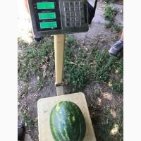 Продам кавун, диня з поля с.Злинка, Кіровоградська обл