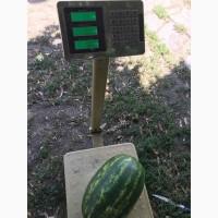 Продам кавун, диня з поля с.Злинка, Кіровоградська обл