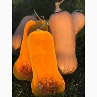 Гарбуз (тиква) кашовий МАТІЛЬДА