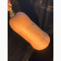 Гарбуз (тиква) кашовий МАТІЛЬДА