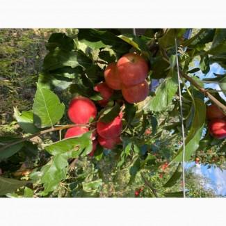 Продам яблука з саду