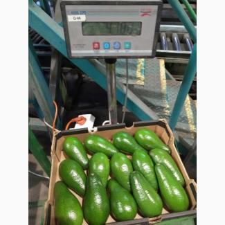 Предлагаем со склада в Одессе авокадо и свити Израиль