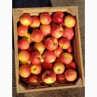 Яблука гурт